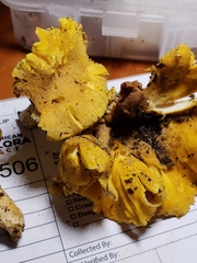 Cantharellus chicagoensis