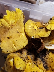 Cantharellus chicagoensis