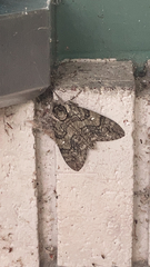Ceratomia undulosa