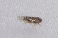 Xestocephalus