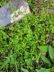 Asperugo procumbens