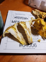 Cantharellus chicagoensis
