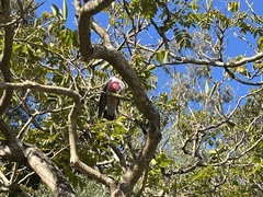 Eolophus roseicapilla