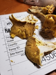 Cantharellus chicagoensis