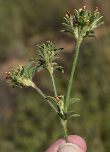 Stylosanthes scabra