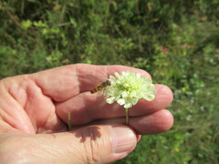 Episyrphus balteatus