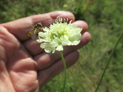 Episyrphus balteatus