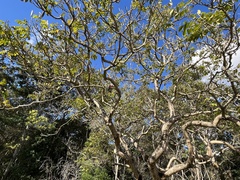 Eolophus roseicapilla