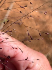 Panicum effusum
