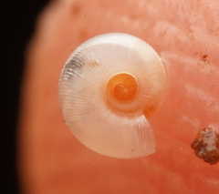 Meredithena dandenongensis