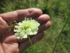 Episyrphus balteatus