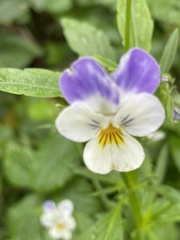 Viola tricolor