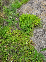 Sedum acre