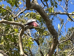 Eolophus roseicapilla