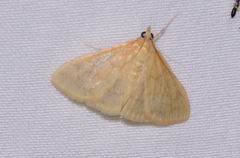 Pyraustini