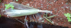 Mantis religiosa