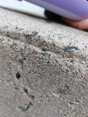 Propylea quatuordecimpunctata