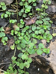 Chrysosplenium americanum