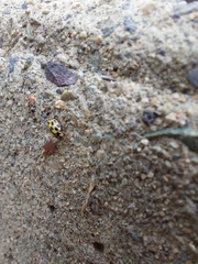 Propylea quatuordecimpunctata