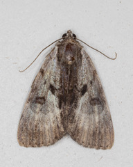 Catocala andromedae