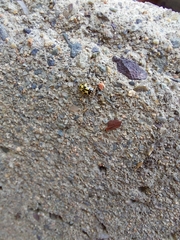 Propylea quatuordecimpunctata