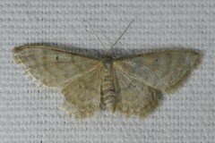 Idaea dilutaria