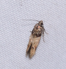 Walshia miscecolorella