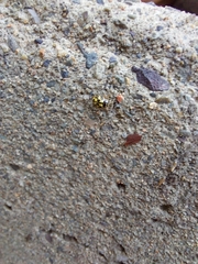 Propylea quatuordecimpunctata