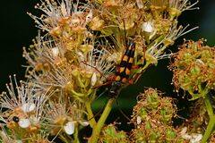 Strangalia attenuata