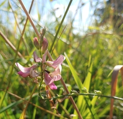 Onobrychis viciifolia