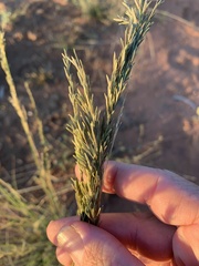 Eragrostis schultzii
