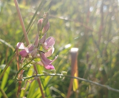 Onobrychis viciifolia
