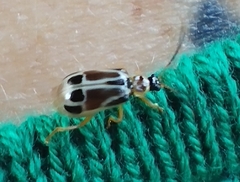 Diabroticina