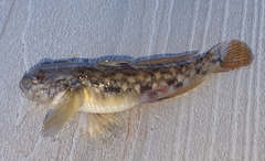 Neogobius melanostomus