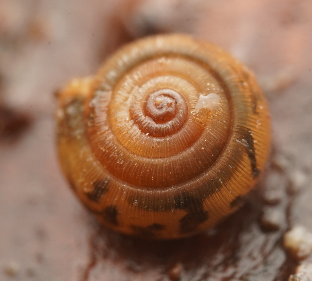 Oreomava otwayensis