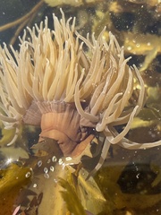Anemonia viridis