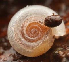 Meredithena dandenongensis