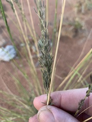 Eragrostis schultzii