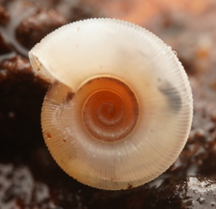 Meredithena dandenongensis