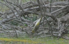 Ptilotula penicillata