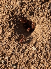 Pogonomyrmex barbatus