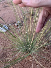 Eragrostis schultzii