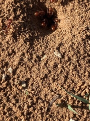 Pogonomyrmex barbatus