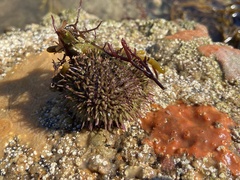 Psammechinus miliaris