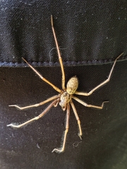 Eratigena atrica