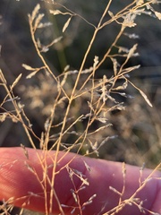 Eragrostis leptostachya