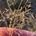 Eragrostis leptostachya - Photo (c) Geoffrey Sinclair, μερικά δικαιώματα διατηρούνται (CC BY-NC), uploaded by Geoffrey Sinclair