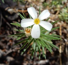 Leptosiphon nuttallii pubescens