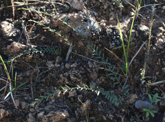 Phyllanthus virgatus