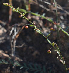 Phyllanthus virgatus
